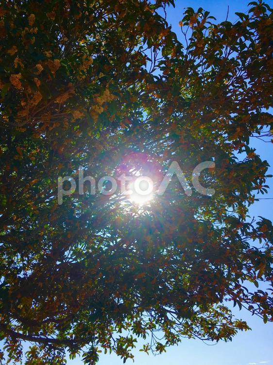 木漏れ日 エコ,光,太陽の写真素材