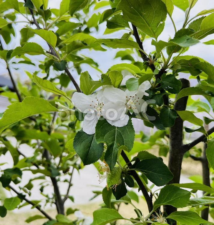姫リンゴの花 りんご,リンゴ,林檎の写真素材