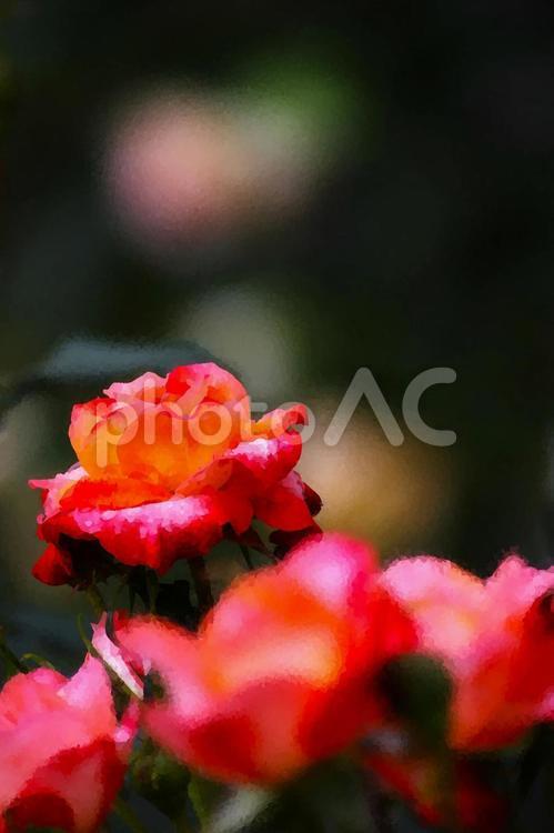 濡れたオレンジの薔薇たち 薔薇,rose,ばらの写真素材