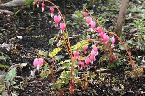 ケマンソウ・タイツリソウ　咲く風景の写真
