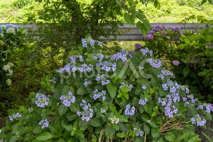 用水路脇に咲くアジサイ アジサイ,紫陽花,桶川市の写真素材