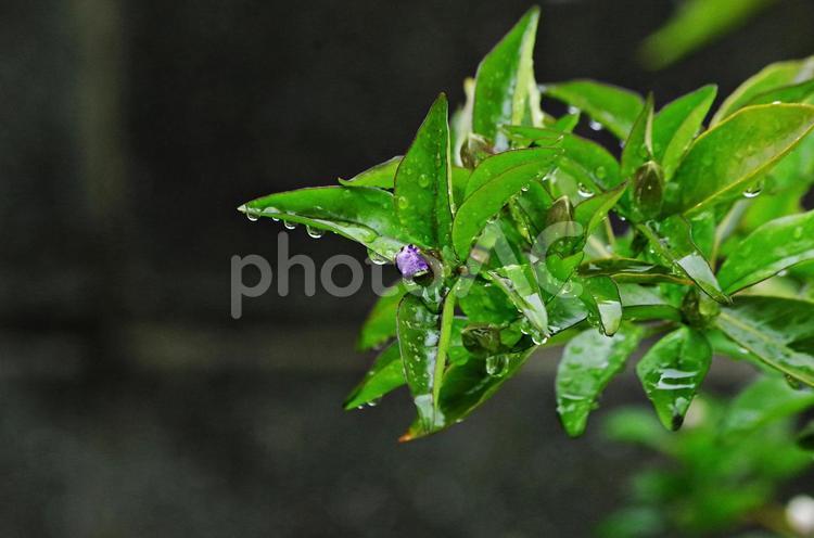 雨上がりのニオイバンマツリ 雨上がりのニオイバンマツリ ニオイバンマツリ,匂蕃茉莉,蕾の写真素材