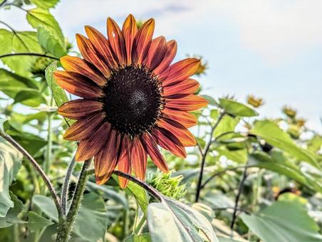 夏の西日と褐色の向日葵 夏の西日と褐色の向日葵 植物,花,ひまわりの写真素材