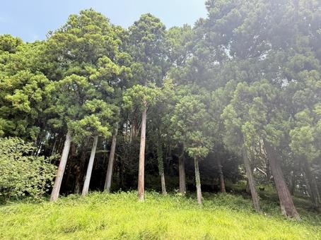 杉の木 杉の木 森,林,木の写真素材