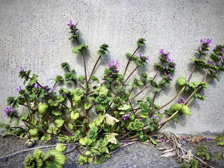 アスファルトの春 ホトケノザ,雑草,花の写真素材