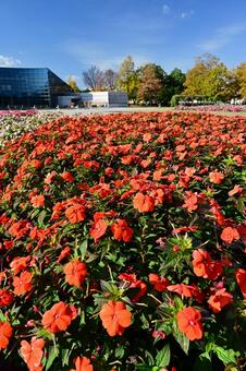 南砺市園芸植物園フローラルパーク 紅葉,もみじ,モミジの写真素材