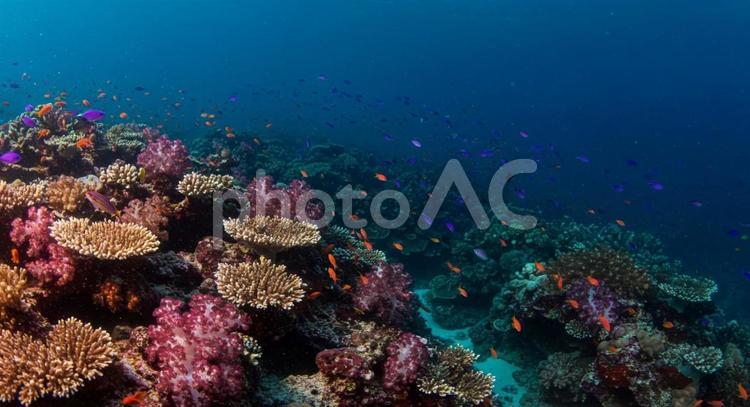 珊瑚礁と海 珊瑚礁,サンゴ,珊瑚の写真素材