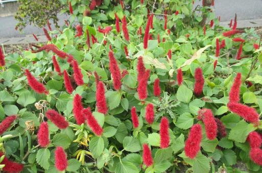 キャットテイルの写真