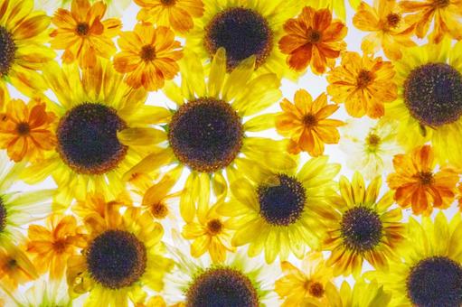 ひまわり 花手水 ひまわり 花手水 ひまわり,夏,花の写真素材