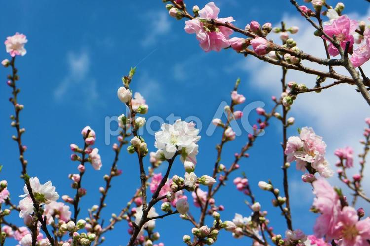 花桃の咲きる3月の空 桃の花,桃,花桃の写真素材