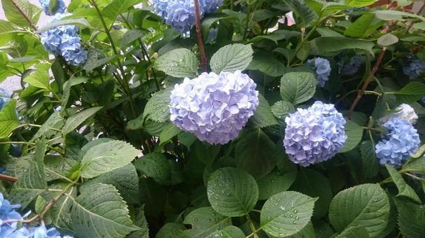 紫陽花 1 紫陽花 1の写真