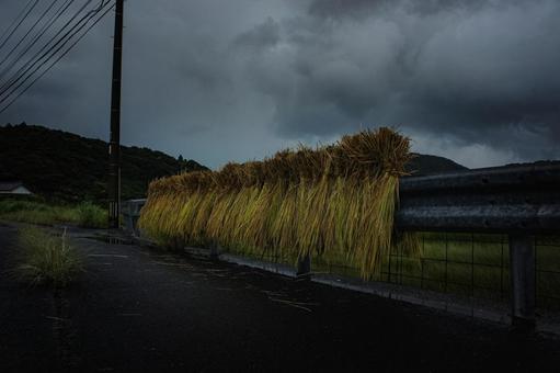 <素材>雨に降られた天然乾燥の天日干し米 <素材>雨に降られた天然乾燥の天日干し米 米,稲,収穫の写真素材
