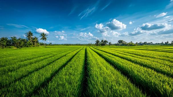 青空と白い雲が広がる、整然とした緑の水田の写真