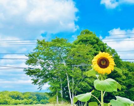 ひまわり ひまわりの写真