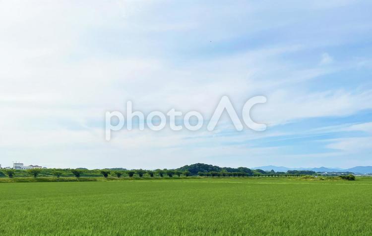 一面に広がる美しい稲穂畑と爽やかな空 稲穂,畑,空の写真素材