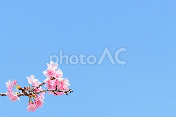 青空と河津桜 青空と河津桜 桜,花,桜の花の写真素材