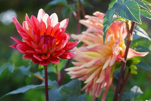 １０月中旬の仏生山公園の陽の当たるダリア ダリア,花,植物の写真素材