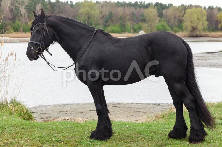 湖畔にたたずむ三つ編みたてがみの馬 馬,全身,たてがみの写真素材