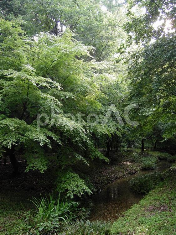 緑香りー夏の朝 小川,朝,若葉の写真素材