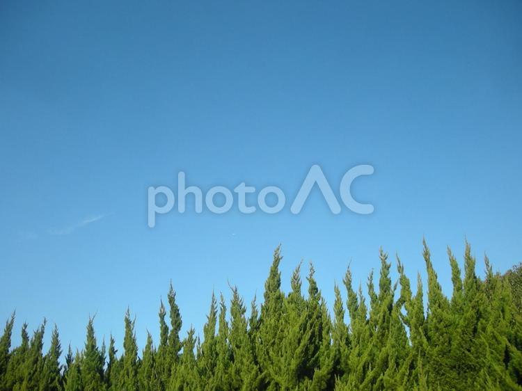 夏の青空と杉林 青空,夏空,快晴の写真素材