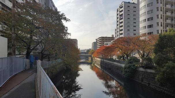 横浜の紅葉 横浜の紅葉の写真