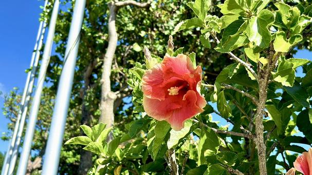 ハイビスカス 沖縄 ハイビスカス 沖縄 花,沖縄,植物の写真素材