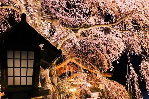 Cherry Blossoms at Night, JPG Cherry Blossoms at Night, JPG