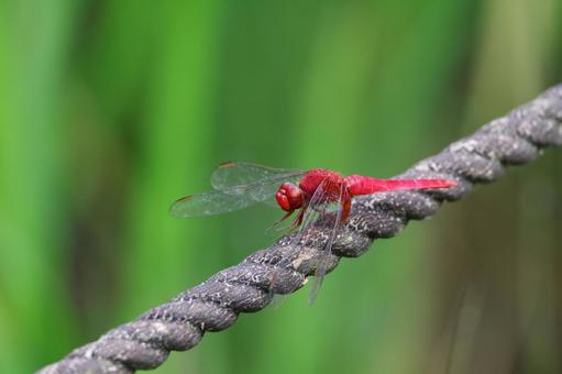 ショウジョウトンボ ショウジョウトンボ ショウジョウトンボ,赤とんぼ,赤トンボの写真素材