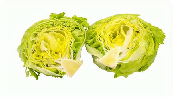 半分に切ったレタス　白背景 レタス,野菜,食材の写真素材