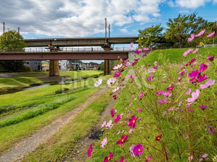 輪厚川河川敷のコスモス（北海道北広島市） コスモス,秋桜,コスモス畑の写真素材