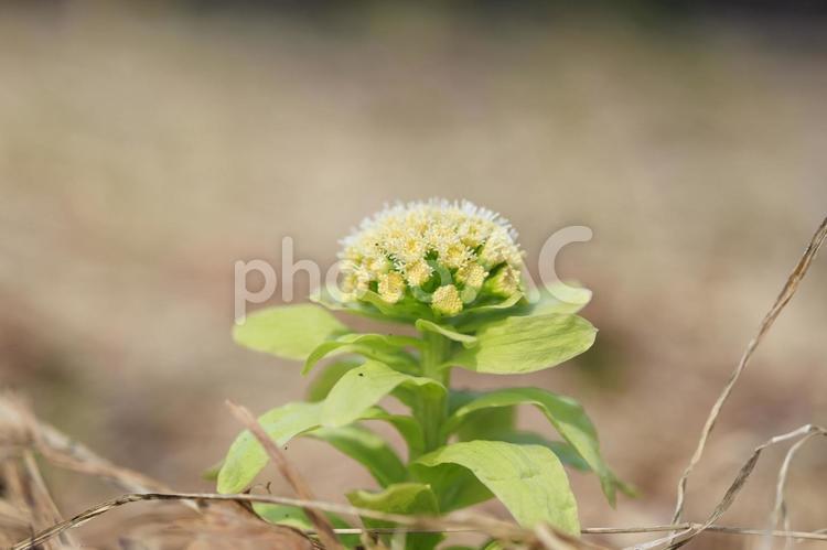 ふきのとう ふきのとう,フキノトウ,蕗の薹の写真素材