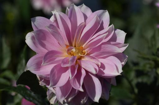 ダリア(栄冠) ダリア(栄冠)の写真