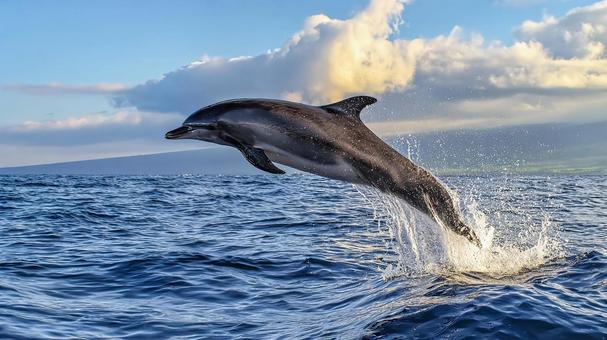 水面を飛び出すイルカの迫力あるジャンプ 水面を飛び出すイルカの迫力あるジャンプの写真