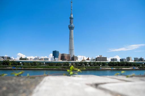 隅田川の護岸より東京スカイツリーを臨む 東京スカイツリー,青空,隅田川の写真素材