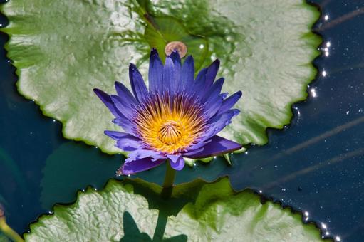 薄紫色の蓮の花のクローズアップ　別府　 蓮の花,池,蓮の写真素材