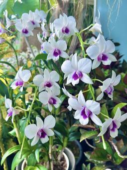 胡蝶蘭 胡蝶蘭,花,白いの写真素材