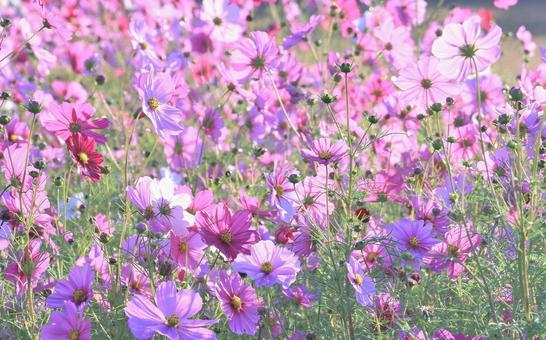 朝陽を浴びる華やかなコスモス畑 朝陽を浴びる華やかなコスモス畑の写真