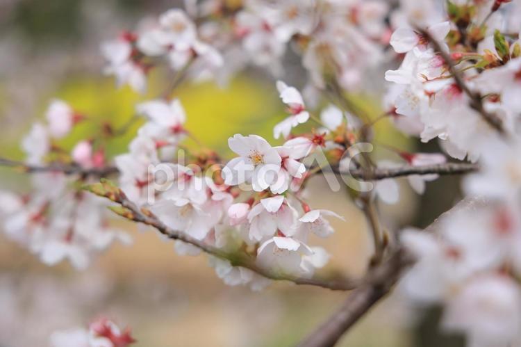２０２４桜　２ さくら,春,枝の写真素材