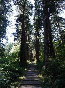 羽黒山の杉並木 羽黒山の杉並木の写真