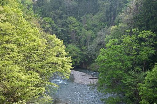 新緑の谷間を輝きながら流れる渓流の写真