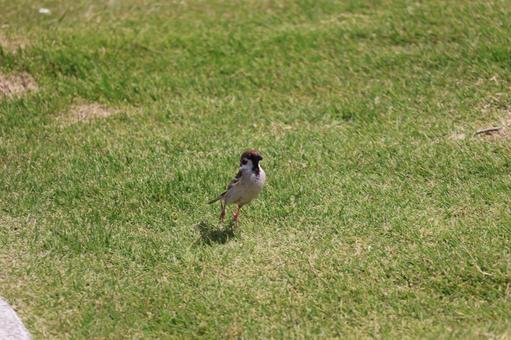 緑の芝生で遊ぶすずめの写真