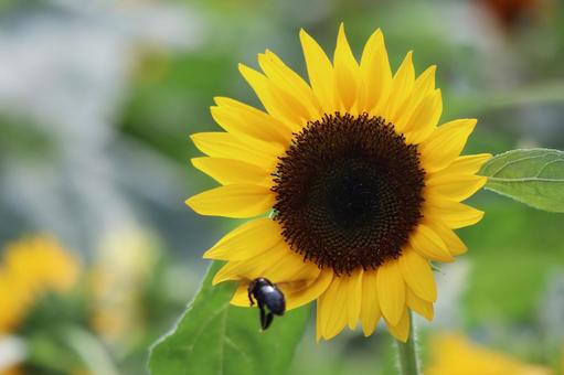 黄色い花びらの大きなひまわりの花とハチ 黄色い花びらの大きなひまわりの花とハチの写真