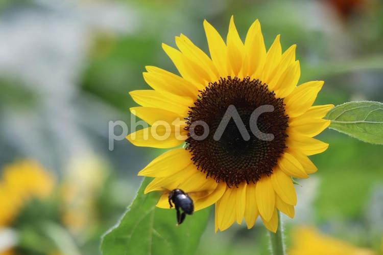 黄色い花びらの大きなひまわりの花とハチ 黄色い,花びら,大きなの写真素材