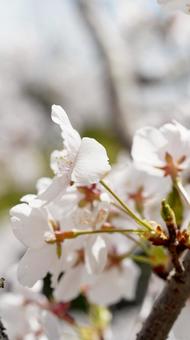 桜の写真