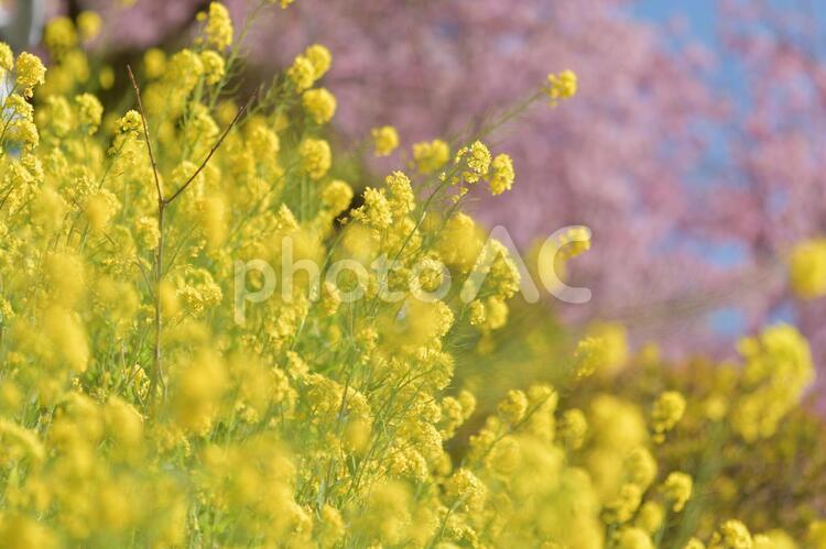 植物　花　菜の花と河津桜 植物,花,菜の花の写真素材