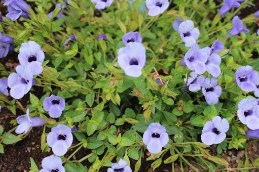 Torenia flower, JPG