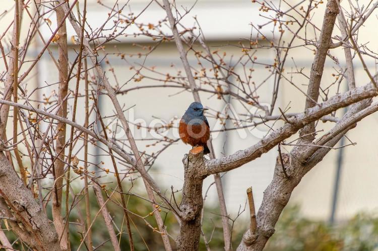 枝に止まるイソヒヨドリの雄 イソヒヨドリ,鳥,青の写真素材