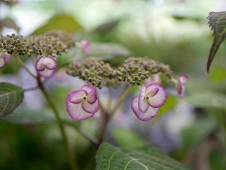ヤマアジサイ ヤマアジサイ 紫陽花,アジサイ,あじさいの写真素材