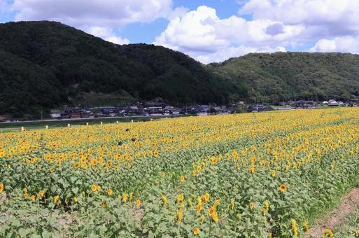 ヒマワリ畑 ヒマワリ畑の写真