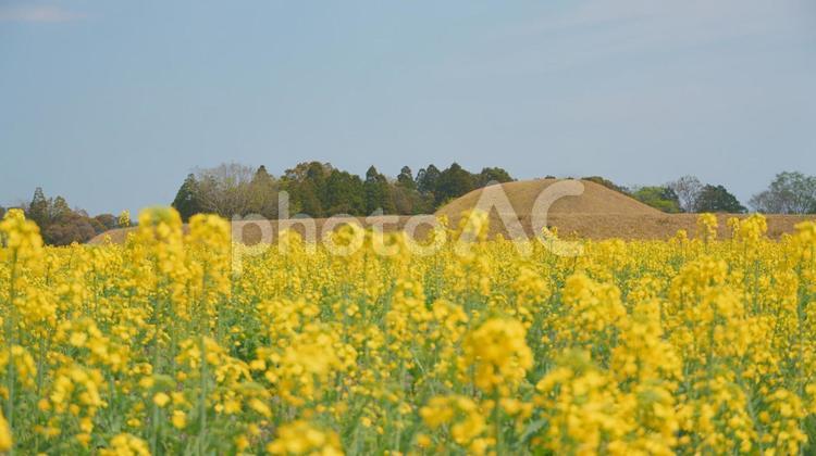 宮崎県西都市の西都原古墳群の菜の花 宮崎県,西都市,西都原古墳群の写真素材